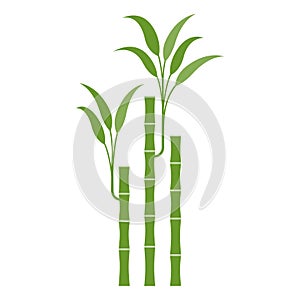 Lucky bamboo. Isolated on white. Vector flat illustration.