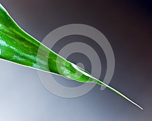 Lucky bamboo leaf with water drops