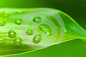 Lucky bamboo leaf with water drops