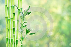 Lucky Bamboo on natural background