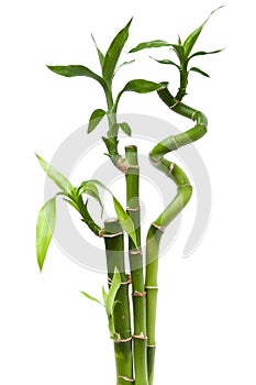 Lucky bamboo plant