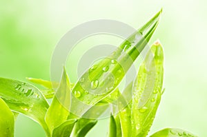 A lucky bamboo plant