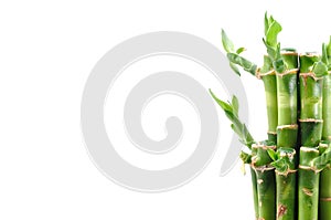 A lucky bamboo plant