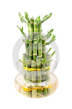 A lucky bamboo plant