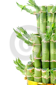 A lucky bamboo plant