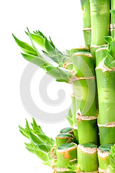 A lucky bamboo plant
