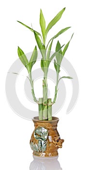 Lucky Bamboo Plant In Ceramic Pot