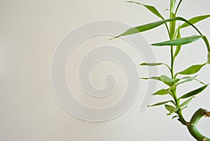 Lucky Bamboo Plant Front View Background