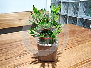 Lucky Bamboo Plant indoors on wooden table. Small bamboo in a pot. Close up.