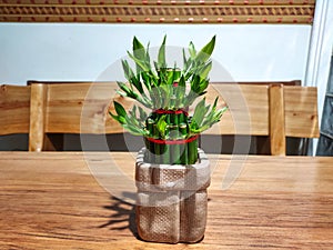 Lucky Bamboo Plant indoors on wooden table. Small bamboo in a pot. Close up.