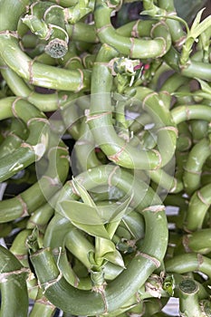 Lucky bamboo plant and leaves in nature