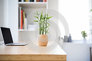 a lucky bamboo plant on a minimalist office desk