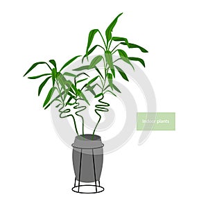 Lucky bamboo plant in a pot with metal plantstand holder