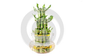 A lucky bamboo plant