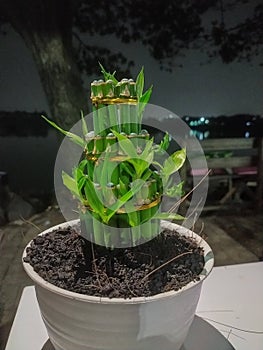 Lucky bamboo plants that are shaped beautifully