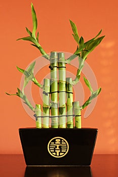 Lucky bamboo on the shelf photo