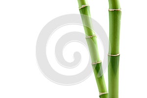 Lucky bamboo stems