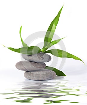 Lucky bamboo and stones