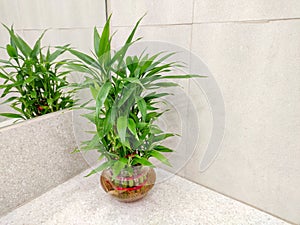 Lucky bamboo tree for home decoration placed in front of mirror known as Dracaena sanderiana plant.