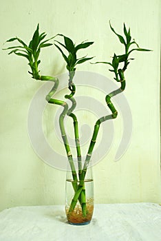 lucky bamboo trees in a glass