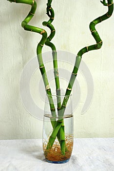 Lucky bamboo trees in a glass