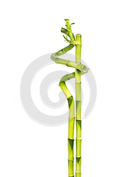 Lucky bamboo - Two bamboo sticks closely entwined