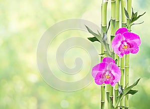 Lucky Bamboo and two orchid flowers on natural green background