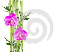 Lucky Bamboo and two orchid flowers on white background