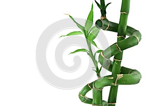 Lucky bamboo on white