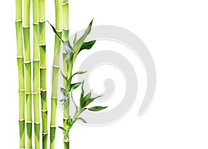 Lucky Bamboo on white background