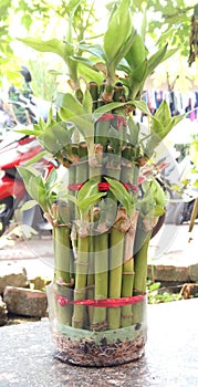 Lucky Bamboo & x28;Bambu Keberuntungan& x29;