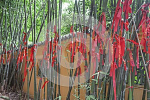 Lucky bamboos photo