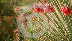 Lucky bells pink flower in garden, California USA. Mother of thousands springtime bloom, meadow romantic botanical