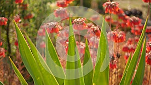 Lucky bells pink flower in garden, California USA. Mother of thousands springtime bloom, meadow romantic botanical