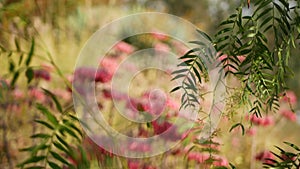 Lucky bells pink flower in garden, California USA. Mother of thousands springtime bloom, meadow romantic botanical