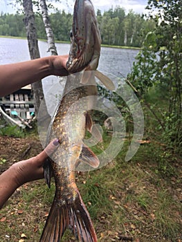 Lucky catch, fresh pike