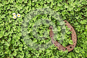 Lucky charm on clover as a background