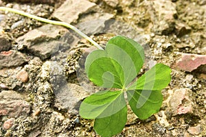 Lucky clover