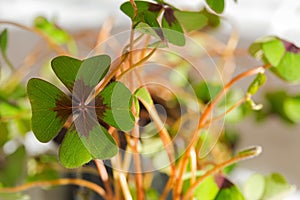 Lucky clover, four-leaf sorrel with 4 hairy leaflets, also called Iron Cross