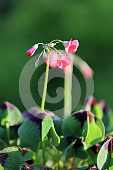 Lucky clover in july is in bloom