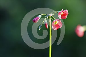 Lucky clover in july is in bloom