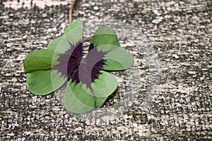 Lucky clover on a tree trunk