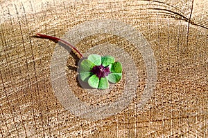 Lucky clover on a tree trunk
