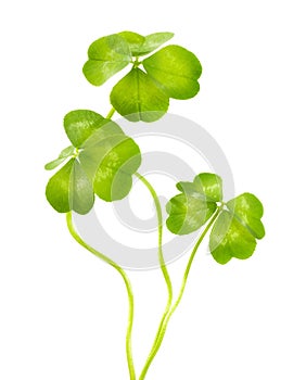 Lucky Clovers