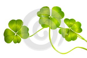 Lucky Clovers Pattern