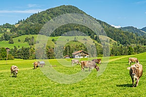 Lucky cows on a pasture in the bavarian alps