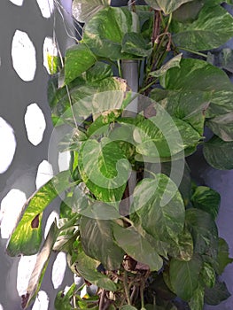 Lucky Devils ivy plant or air puryfing money plant caring