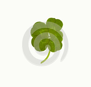 Lucky Five Leaf Clover