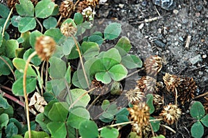 Lucky four-leaf clover