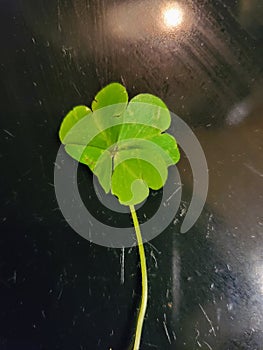 Lucky Four Leaf Clover